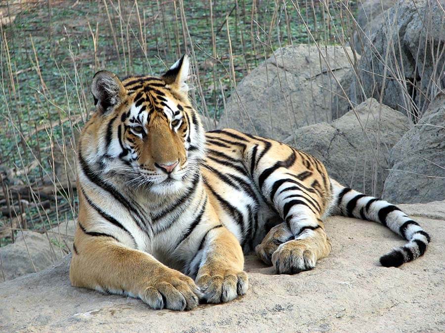 tiger-1